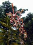 jardin d'orchidees 05.jpg